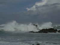 P, Faro, Vila do Bispo, Castelejo 12, Saxifraga-Jan van der Straaten