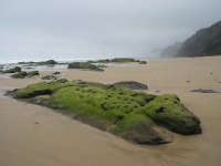 P, Faro, Vila do Bispo, Praia da Cordoama 16, Saxifraga-Willem van Kruijsbergen