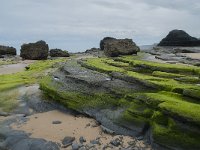 P, Faro, Vila do Bispo, Praia de Castelejo 70, Saxifraga-Willem van Kruijsbergen