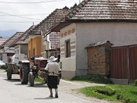 RO, Brasov, Harseni, Sebes 2, Saxifraga-Tom Heijnen