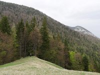 RO, Brasov, Moieciu, Magura 13, Saxifraga-Tom Heijnen