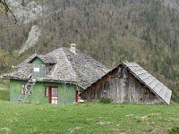 RO, Brasov, Moieciu, Magura 8, Saxifraga-Tom Heijnen