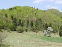 RO, Brasov, Zarnesti, W of Zarnesti 4, Saxifraga-Tom Heijnen