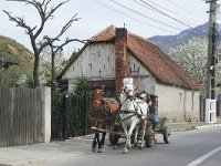 RO, Brasov, Zarnesti, Zarnesti village 4, Saxifraga-Tom Heijnen