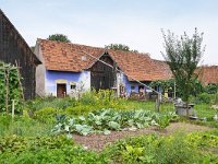 RO, Sibiu, Porumbacu de Jos, Sarata 1, Saxifraga-Tom Heijnen