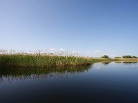 RO, Tulcea, Delta Dunarii 1, Saxifraga-Bart Vastenhouw