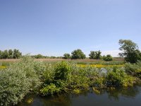 RO, Tulcea, Delta Dunarii 3, Saxifraga-Bart Vastenhouw