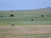 RO, Tulcea, Tulcea 2, Saxifraga-Bart Vastenhouw.