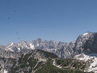 SLO, Gorenjska, Kranjska Gora 14, Saxifraga-Luuk Vermeer