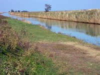 SLO, Slovensko Primorje, Piran, Secovlje salina 2, Saxifraga-Iztok Skornik