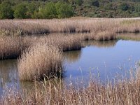 SLO, Slovensko Primorje, Piran, Secovlje salina 6, Saxifraga-Iztok Skornik