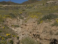 E, Almeria, Nijar, Cabo de Gata 102, Saxifraga-Willem van Kruijsbergen