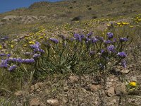 E, Almeria, Nijar, Cabo de Gata 103, Saxifraga-Willem van Kruijsbergen