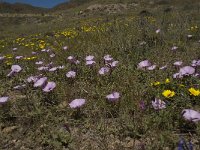 E, Almeria, Nijar, Cabo de Gata 104, Saxifraga-Willem van Kruijsbergen