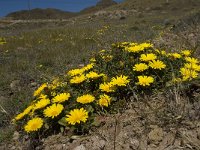 E, Almeria, Nijar, Cabo de Gata 105, Saxifraga-Willem van Kruijsbergen