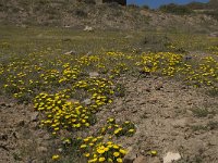 E, Almeria, Nijar, Cabo de Gata 21, Saxifraga-Willem van Kruijsbergen