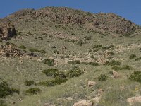 E, Almeria, Nijar, Cabo de Gata 44, Saxifraga-Willem van Kruijsbergen