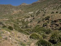 E, Almeria, Nijar, Cabo de Gata 60, Saxifraga-Willem van Kruijsbergen