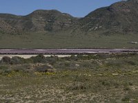 E, Almeria, Nijar, Cabo de Gata 61, las Salinas, Saxifraga-Willem van Kruijsbergen