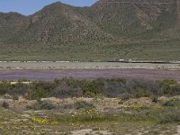 E, Almeria, Nijar, Cabo de Gata 62, las Salinas, Saxifraga-Willem van Kruijsbergen