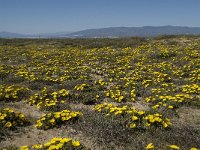 E, Almeria, Nijar, Cabo de Gata 63, Saxifraga-Willem van Kruijsbergen