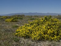 E, Almeria, Nijar, Cabo de Gata 65, Saxifraga-Willem van Kruijsbergen