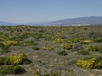 E, Almeria, Nijar, Cabo de Gata 66, Saxifraga-Willem van Kruijsbergen