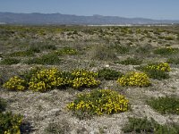 E, Almeria, Nijar, Cabo de Gata 67, Saxifraga-Willem van Kruijsbergen