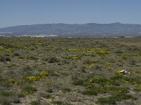 E, Almeria, Nijar, Cabo de Gata 68, Saxifraga-Willem van Kruijsbergen