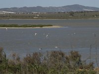 E, Almeria, Nijar, Cabo de Gata 74, las Salinas, Saxifraga-Willem van Kruijsbergen