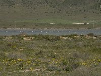 E, Almeria, Nijar, Cabo de Gata 82, las Salinas, Saxifraga-Willem van Kruijsbergen