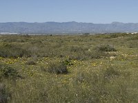 E, Almeria, Nijar, Cabo de Gata 83, Saxifraga-Willem van Kruijsbergen