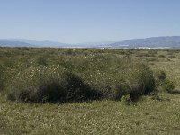 E, Almeria, Nijar, Cabo de Gata 84, Saxifraga-Willem van Kruijsbergen