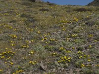 E, Almeria, Nijar, Cabo de Gata 87, Saxifraga-Willem van Kruijsbergen