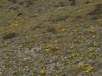 E, Almeria, Nijar, Cabo de Gata 88, Saxifraga-Willem van Kruijsbergen