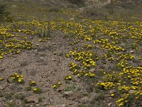 E, Almeria, Nijar, Cabo de Gata 91, Saxifraga-Willem van Kruijsbergen