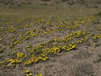 E, Almeria, Nijar, Cabo de Gata 93, Saxifraga-Willem van Kruijsbergen