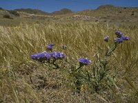 E, Almeria, Nijar, Cabo de Gata 96, Saxifraga-Willem van Kruijsbergen