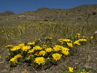 E, Almeria, Nijar, Cabo de Gata 98, Saxifraga-Willem van Kruijsbergen