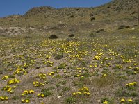 E, Almeria, Nijar, Cabo de Gata 99, Saxifraga-Willem van Kruijsbergen