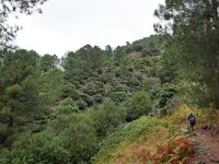 E, Avila, Guisando, Galayos valley 21, Saxifraga-Tom Heijnen