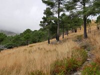 E, Avila, Guisando, Galayos valley 32, Saxifraga-Tom Heijnen