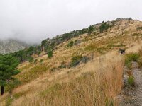 E, Avila, Guisando, Galayos valley 34, Saxifraga-Tom Heijnen