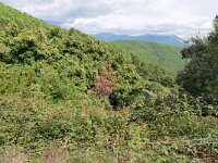 E, Avila, Guisando, near village 1, Saxifraga-Tom Heijnen