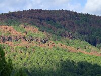 E, Avila, Guisando, near village 6, Saxifraga-Tom Heijnen
