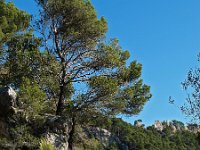 E, Baleares, Alaro, Castel d Alaro 3, Saxifraga-Hans Dekker