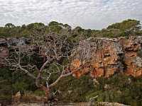 E, Baleares, Llucmajor, Cala Pi 1, Saxifraga-Hans Dekker