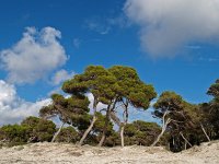 E, Baleares, Ses Salines, Colonia de Sant Jordi 5, Saxifraga-Hans Dekker