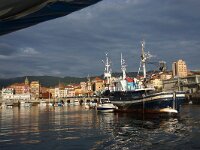 E, Biskaje, Bermeo 2, Saxifraga-Foto Fitis-Sytske Dijksen