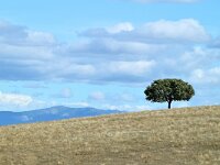 E, Caceres, Madronera 6, Saxifraga-Tom Heijnen